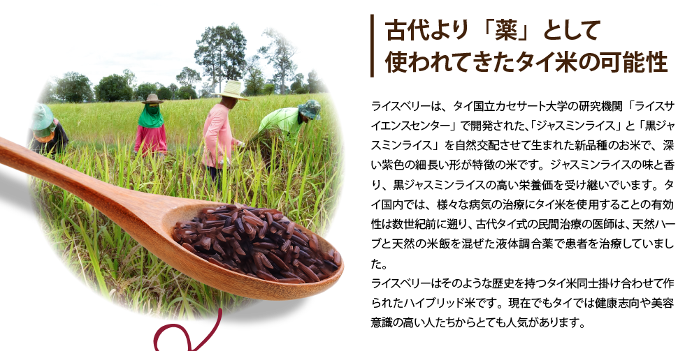 ライスベリーは、タイ国立カセサート大学の研究機関「ライスサイエンスセンター」で開発された、「ジャスミンライス」と「黒ジャスミンライス」を自然交配させて生まれた新品種のお米で、深い紫色の細長い形が特徴の米です。